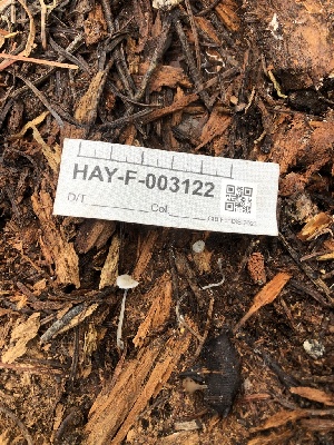  ( - HAY-F-003122)  @11 [ ] by-nc (2023) Dean Lyons Fungal Diversity Survey