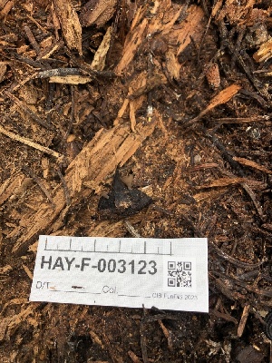  ( - HAY-F-003123)  @11 [ ] by-nc (2023) Dean Lyons Fungal Diversity Survey