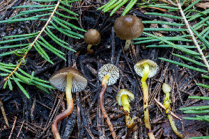  ( - HAY-F-003153)  @11 [ ] by-nc (2023) Dean Lyons Fungal Diversity Survey