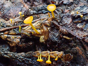  ( - HAY-F-003102)  @11 [ ] by-nc (2023) Dean Lyons Fungal Diversity Survey
