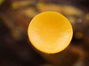  ( - HAY-F-003102)  @11 [ ] by-nc (2023) Dean Lyons Fungal Diversity Survey