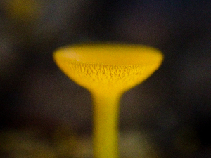  ( - HAY-F-003102)  @11 [ ] by-nc (2023) Dean Lyons Fungal Diversity Survey