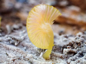  ( - HAY-F-003163)  @11 [ ] by-nc (2023) Dean Lyons Fungal Diversity Survey