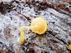  ( - HAY-F-003163)  @11 [ ] by-nc (2023) Dean Lyons Fungal Diversity Survey