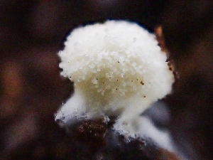  ( - HAY-F-003110)  @11 [ ] by-nc (2023) Dean Lyons Fungal Diversity Survey