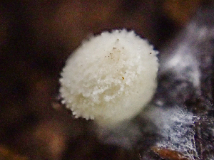  ( - HAY-F-003110)  @11 [ ] by-nc (2023) Dean Lyons Fungal Diversity Survey