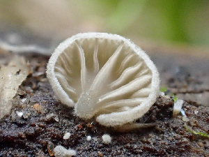  (Arrhenia sp. juncorum-CA01 - HAY-F-003120)  @11 [ ] by-nc (2023) Dean Lyons Fungal Diversity Survey