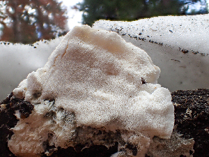  ( - HAY-F-003121)  @11 [ ] by-nc (2023) Dean Lyons Fungal Diversity Survey
