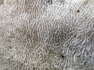  ( - HAY-F-003121)  @11 [ ] by-nc (2023) Dean Lyons Fungal Diversity Survey
