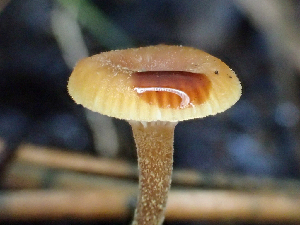  ( - HAY-F-003158)  @11 [ ] by-nc (2023) Dean Lyons Fungal Diversity Survey