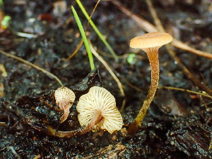  ( - HAY-F-003158)  @11 [ ] by-nc (2023) Dean Lyons Fungal Diversity Survey