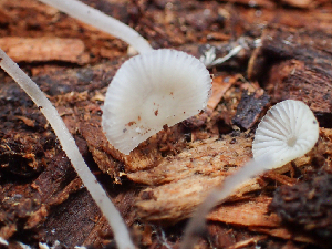  ( - HAY-F-003122)  @11 [ ] by-nc (2023) Dean Lyons Fungal Diversity Survey