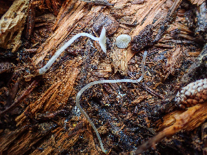  ( - HAY-F-003122)  @11 [ ] by-nc (2023) Dean Lyons Fungal Diversity Survey