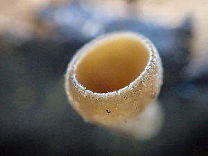  ( - HAY-F-003123)  @11 [ ] by-nc (2023) Dean Lyons Fungal Diversity Survey