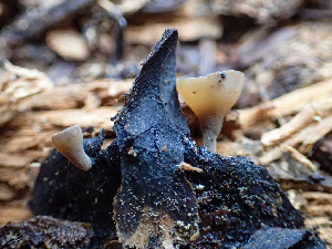  (Sclerotiniaceae - HAY-F-003123)  @11 [ ] by-nc (2023) Dean Lyons Fungal Diversity Survey