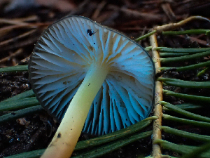 ( - HAY-F-003153)  @11 [ ] by-nc (2023) Dean Lyons Fungal Diversity Survey