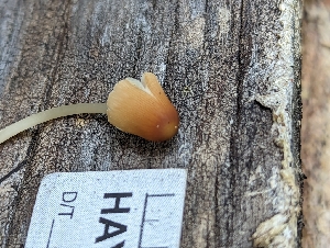  (Parasola sp. auricoma-IN01 - HAY-F-002879)  @11 [ ] by-nc (2023) Stu Pickell Fungal Diversity Survey
