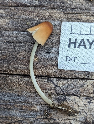  ( - HAY-F-002879)  @11 [ ] by-nc (2023) Stu Pickell Fungal Diversity Survey