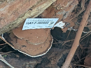  (Ganodermataceae - HAY-F-002883)  @11 [ ] by-nc (2023) Stu Pickell Fungal Diversity Survey