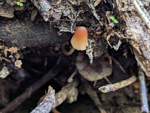  ( - HAY-F-002879)  @11 [ ] by-nc (2023) Stu Pickell Fungal Diversity Survey