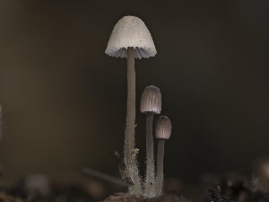  ( - HAY-F-002880)  @11 [ ] by-nc (2023) Stu Pickell Fungal Diversity Survey