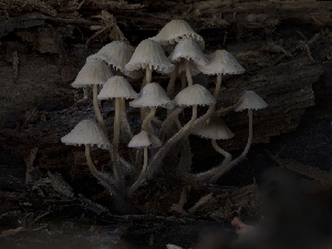  (Mycena albidolilacea - HAY-F-002880)  @11 [ ] by-nc (2023) Stu Pickell Fungal Diversity Survey
