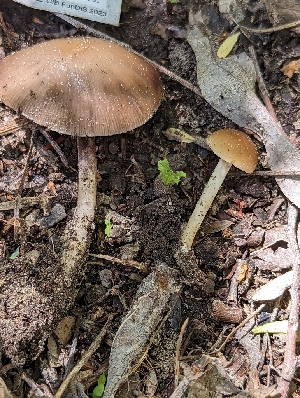  ( - HAY-F-002884)  @11 [ ] by-nc (2023) Stu Pickell Fungal Diversity Survey
