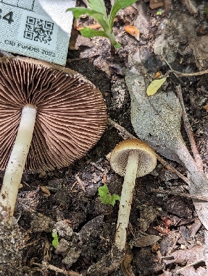  ( - HAY-F-002884)  @11 [ ] by-nc (2023) Stu Pickell Fungal Diversity Survey