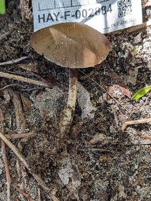  ( - HAY-F-002884)  @11 [ ] by-nc (2023) Stu Pickell Fungal Diversity Survey