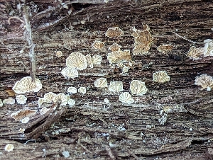  ( - HAY-F-002890)  @11 [ ] by-nc (2023) Stu Pickell Fungal Diversity Survey