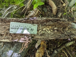  ( - HAY-F-002890)  @11 [ ] by-nc (2023) Stu Pickell Fungal Diversity Survey