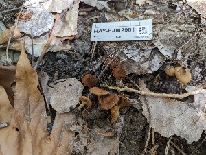  ( - HAY-F-002901)  @11 [ ] by-nc (2023) Stu Pickell Fungal Diversity Survey
