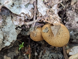  ( - HAY-F-002901)  @11 [ ] by-nc (2023) Stu Pickell Fungal Diversity Survey