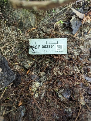  ( - HAY-F-002891)  @11 [ ] by-nc (2023) Stu Pickell Fungal Diversity Survey
