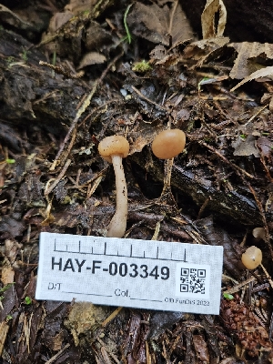  (Cudonia sp. monticola-CA01 - HAY-F-003349)  @11 [ ] by (2023) Mandy Hackney Fungal Diversity Survey