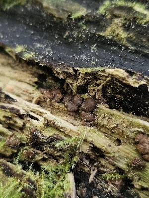  (Trichoderma sp. CA01 - HAY-F-003346)  @11 [ ] by (2023) Mandy Hackney Fungal Diversity Survey