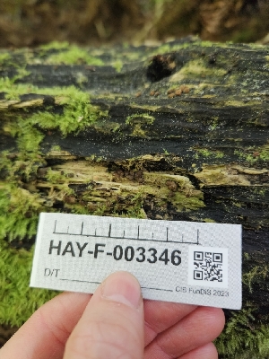  ( - HAY-F-003346)  @11 [ ] by (2023) Mandy Hackney Fungal Diversity Survey