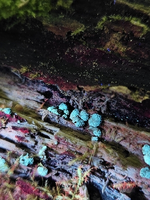  ( - HAY-F-003346)  @11 [ ] by (2023) Mandy Hackney Fungal Diversity Survey