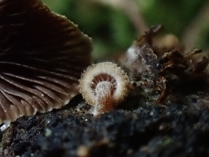  ( - HAY-F-003307)  @11 [ ] by (2023) Mandy Hackney Fungal Diversity Survey