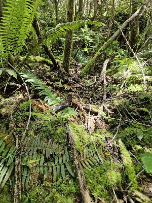  ( - HAY-F-003307)  @11 [ ] by (2023) Mandy Hackney Fungal Diversity Survey