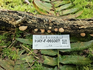  ( - HAY-F-003307)  @11 [ ] by (2023) Mandy Hackney Fungal Diversity Survey