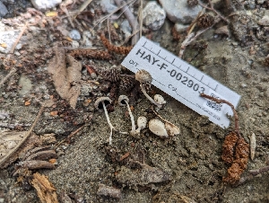  ( - HAY-F-002903)  @11 [ ] by-nc (2023) Stu Pickell Fungal Diversity Survey
