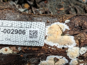  ( - HAY-F-002906)  @11 [ ] by-nc (2023) Stu Pickell Fungal Diversity Survey