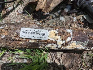  ( - HAY-F-002906)  @11 [ ] by-nc (2023) Stu Pickell Fungal Diversity Survey