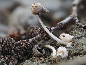  (Coprinus sp. CA01 - HAY-F-002903)  @11 [ ] by-nc (2023) Stu Pickell Fungal Diversity Survey