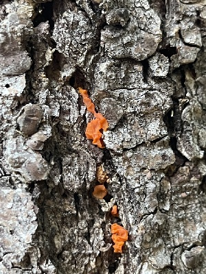  ( - HAY-F-004178)  @11 [ ] by-nc (2023) Jaren Hockert Fungal Diversity Survey