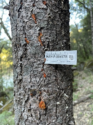  ( - HAY-F-004178)  @11 [ ] by-nc (2023) Jaren Hockert Fungal Diversity Survey
