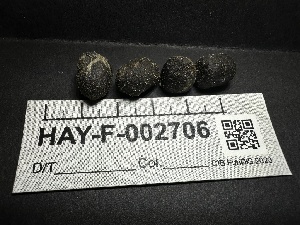  ( - HAY-F-002706)  @11 [ ] c (2023) Rudy Diaz Fungal Diversity Survey
