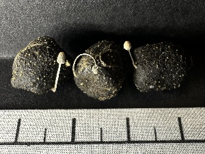 ( - HAY-F-002705)  @11 [ ] c (2023) Rudy Diaz Fungal Diversity Survey