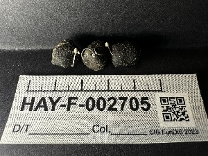  ( - HAY-F-002705)  @11 [ ] c (2023) Rudy Diaz Fungal Diversity Survey